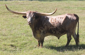 SITTIN BULL    Partnership Bull***
